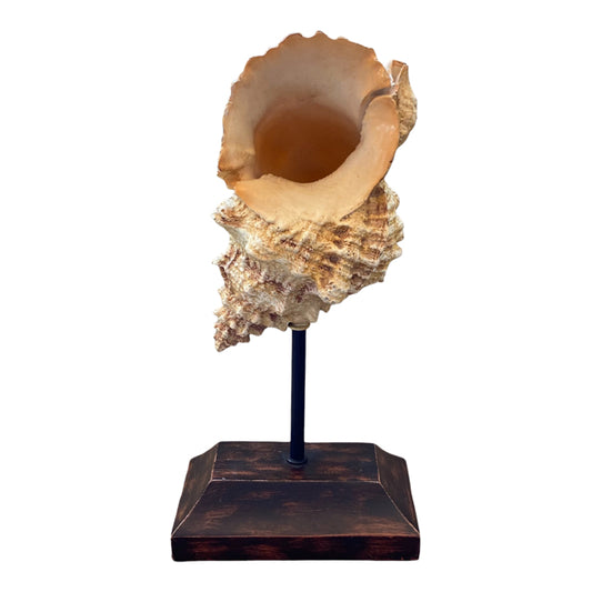 Conch Shell On Pedestal