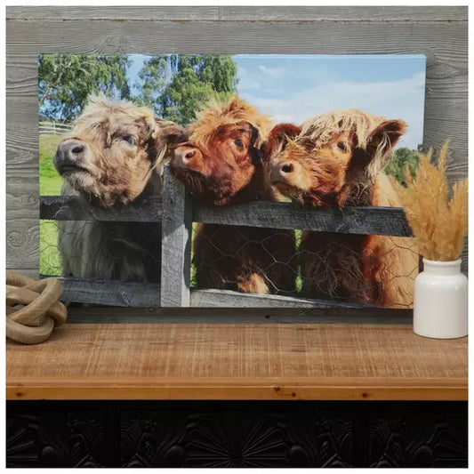 Curious Highland Cows Canvas Wall Decor